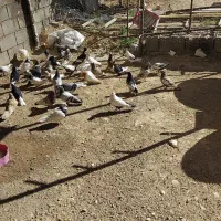 کبوتر قلات ۳۰۰ تومن