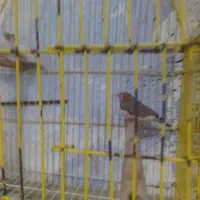 فروش فنج 2 جفت