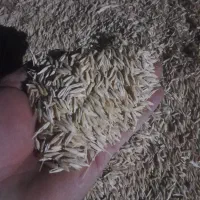 جوابی در