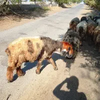 گوسفند میش ترکی