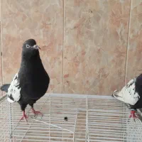 ی جفت سینه سیاه آنتیک