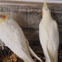 دو عدد جوجه عروس هلندی لوتینو ۳ ماهه