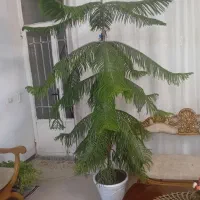 گل کاج|گل و گیاه طبیعی|ملایر, |دیوار