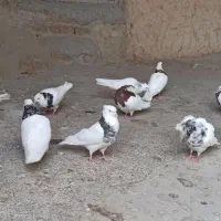 کفترطوقی درجه۱