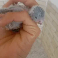 جوجه مرغ عشق انگلیسی گرید بالا