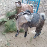 بز غاله نر