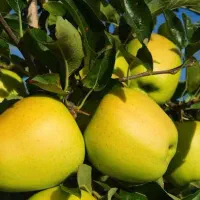 بزرگترین نهالستان‌کشورتولیدکننده‌ارقام‌متنوع‌پربار