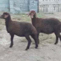 فروش ماده بره