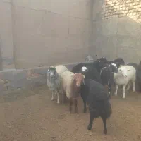بره نر