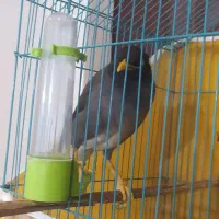 مرغ مینا سخنگو