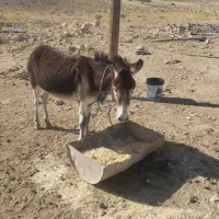 الاغ ماده