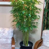 درختچه خیزران مصنوعی ۱۰۰۰/۰۰۰ت )عکس اول ۲۵۰۰(