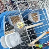 عروس هلندی نر