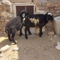 بره دشتی