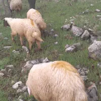 کاور چاق بابا کشتار