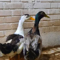 اردک نر