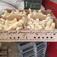 جوجه گوشتی راس۳۰۸ آمل تضمینی /سبدکالا/خانه طیور