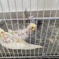 جوجه عروس هلندی 45 روزه
