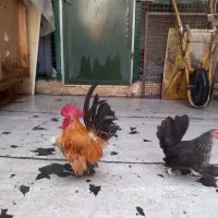 مرغ و خروس جاپنیز