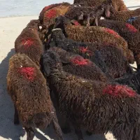 ۲۱راس بره نر لاغر پای پروار