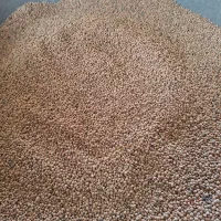 عدس قرمز خوشپخت
