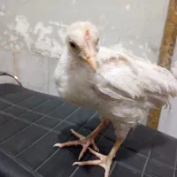 مرغ بلدرچین