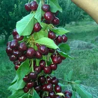 نهال گیلاس تکدانه اشنویه