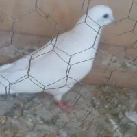 یک جفت کبوتر