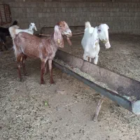 دو راس بز پاکستانی دورگ