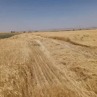 کاه دیم‌