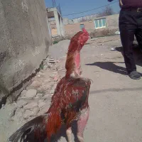 لاری