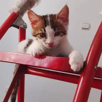 واگذاری گربه دوماهه