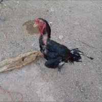 خروس لاری افغان