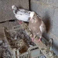 جوجه کفتر دمبی از همه رنگ