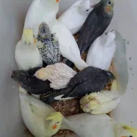 عروس هلندی