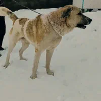 سگ پژدر