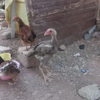 مرغ لاری