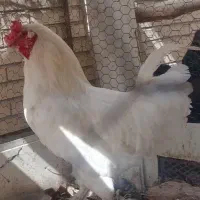 خروس سفید نژاد دار