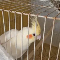 جوجه عروس هلندی