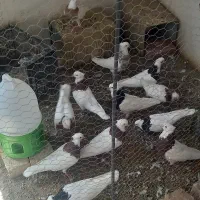 دسته کفتر طوقی ذات دار