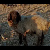 شیشک جوان یه رون