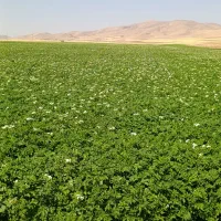 چاه-شراکتی-گندم