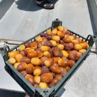 خورده و عمده فروشی رطب عسلی نوبرانه