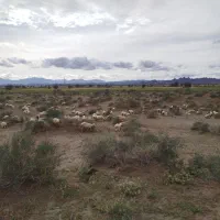 فروش دام سبک نر و ماده