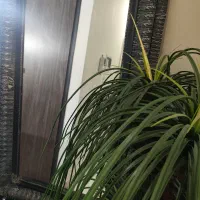 آینه کنسول طرح دار سالم شماره تلفن