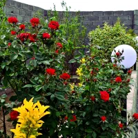 باغچه 215 متری با آب و برق خوش نقش
