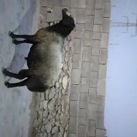 فروش قوچ شال