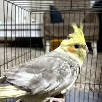 پرنده عروس زیبا