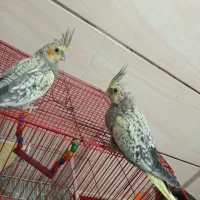 عروس هلندی