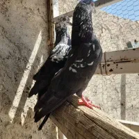 کبوتر پلاکی کله ماستی بشرط